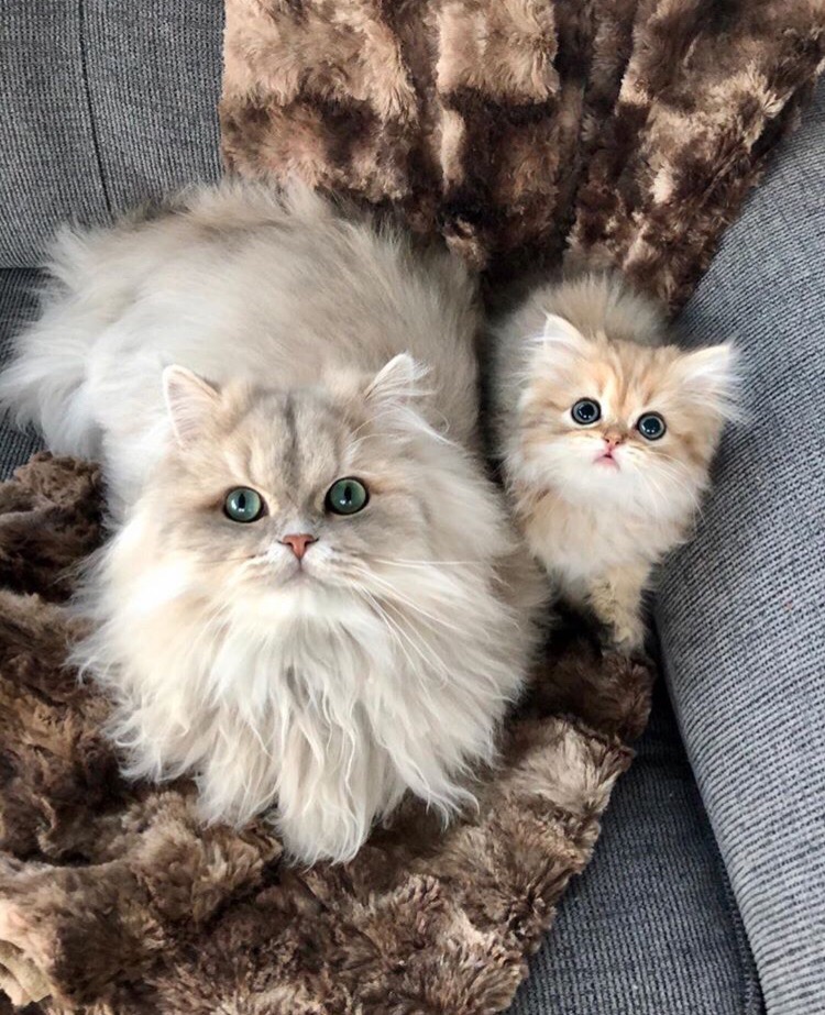 Пушистая кошечка с котёнком