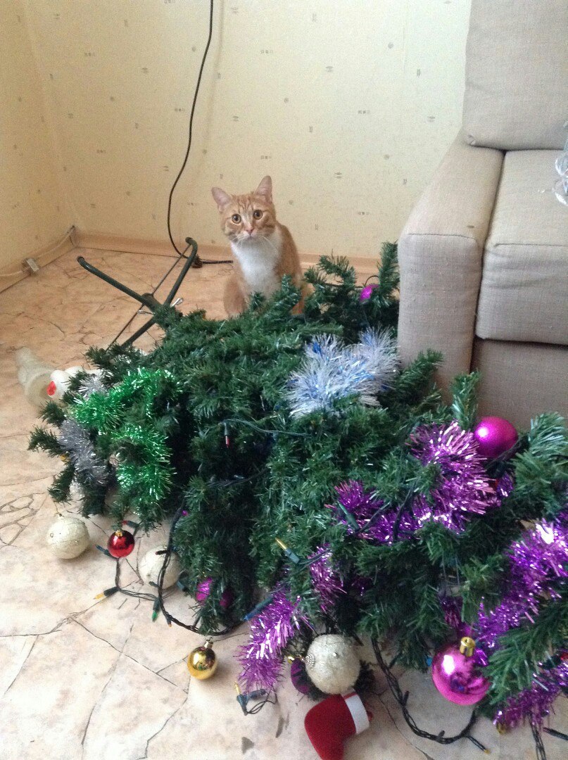 Рыжий кот и ёлочка