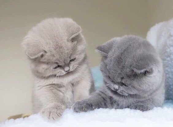 Милые комочки