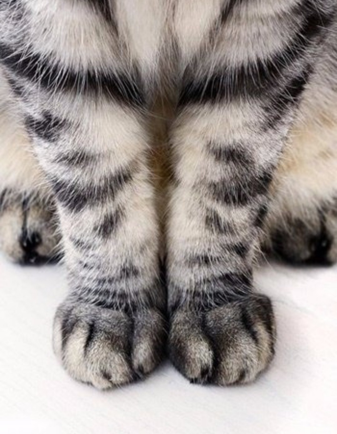 Полосатые лапки