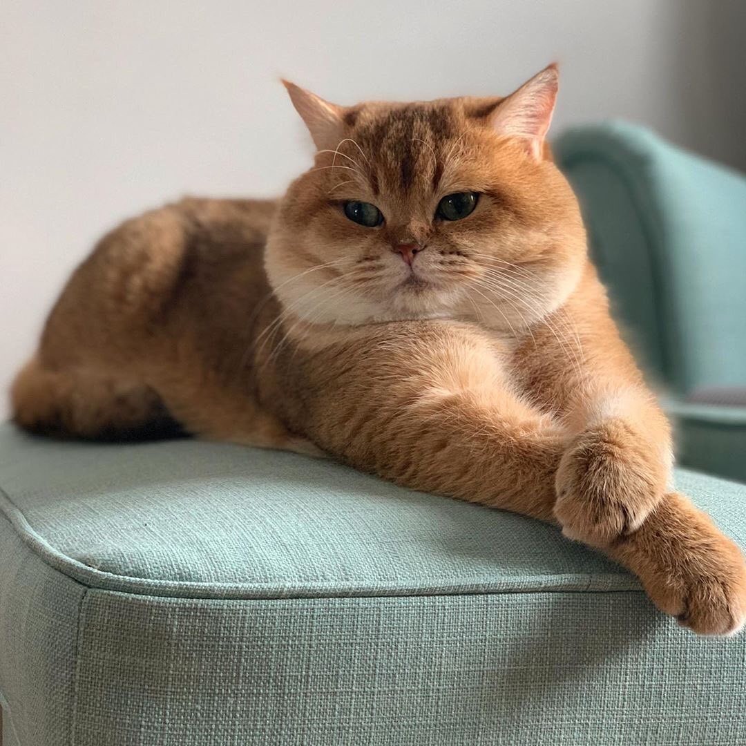 Котик на диванной подушке