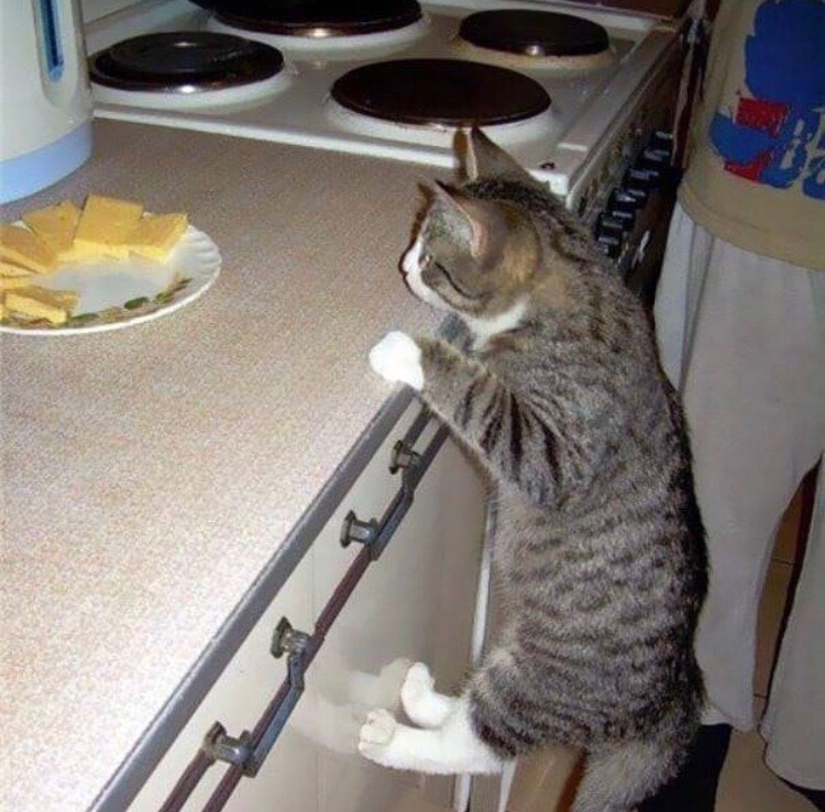 Котик тянется за сыром