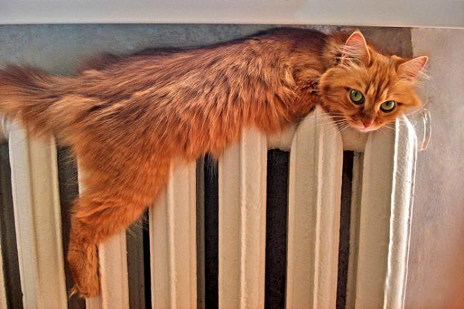 Кошечка на батарее