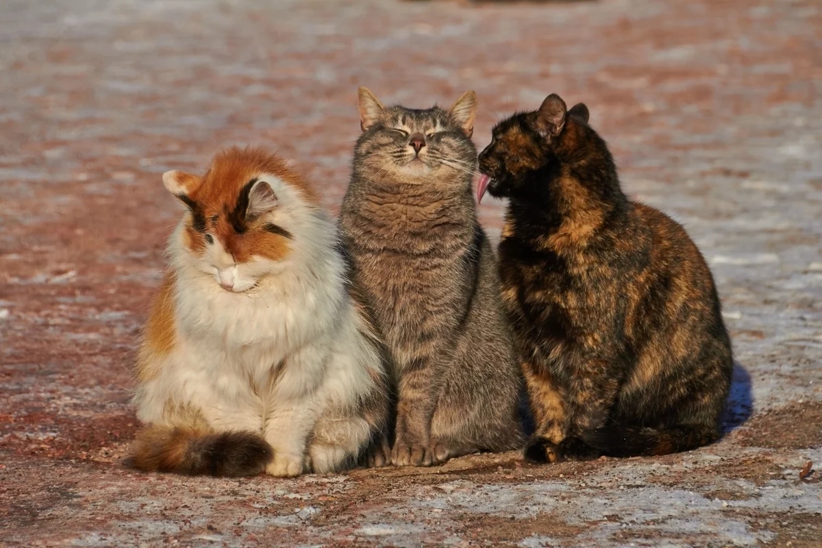 Три пушистика