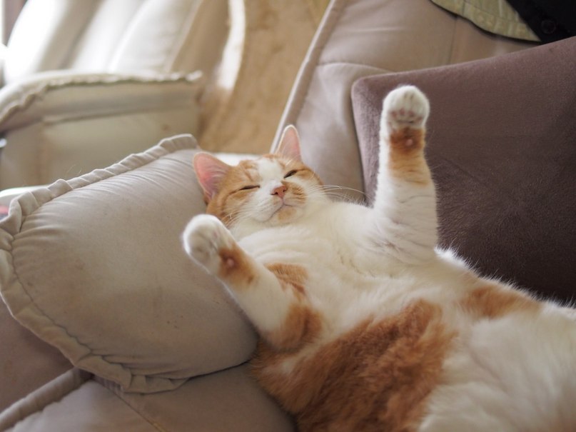 Деловая кошечка спит