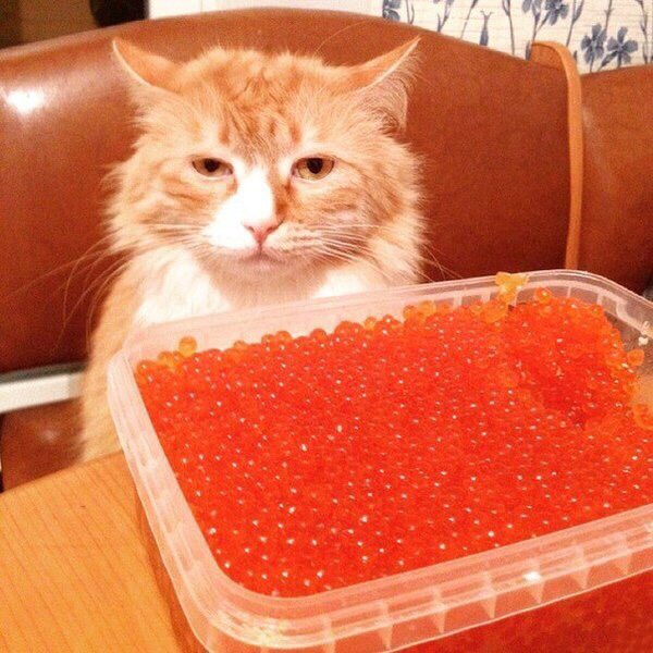 Котик и икра