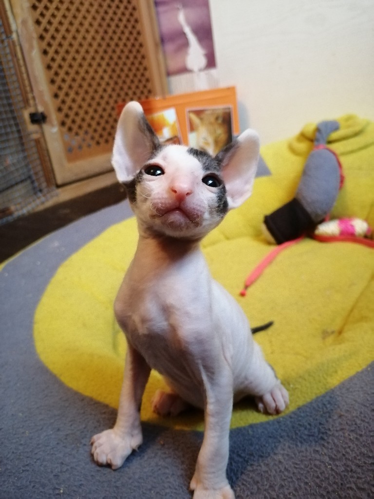 Лысая модель