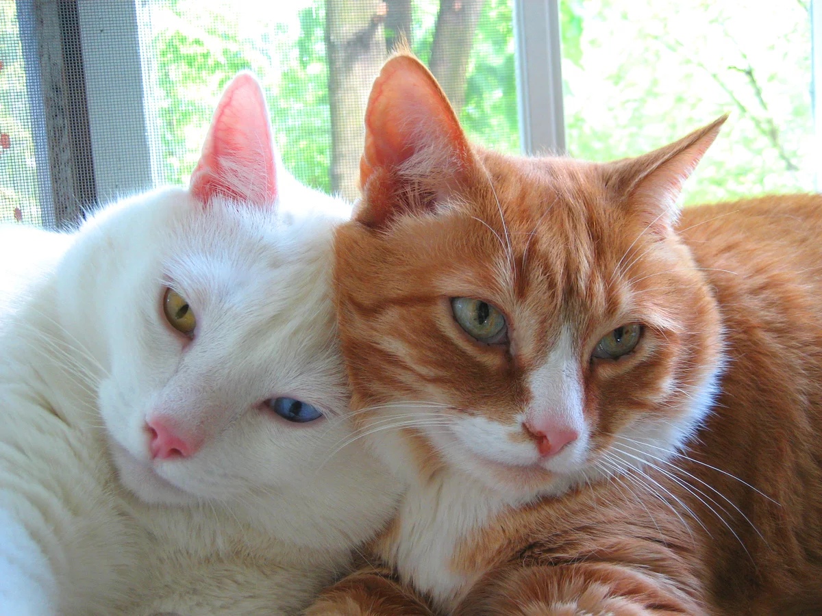 Кошечка прижалась к котику