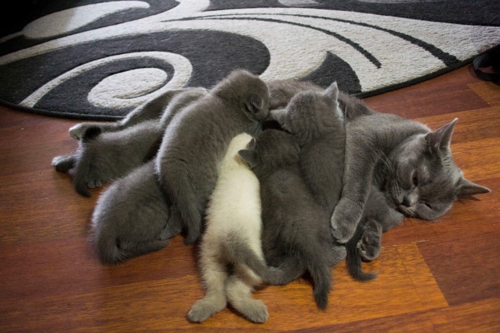 Кошечку обложили малыши