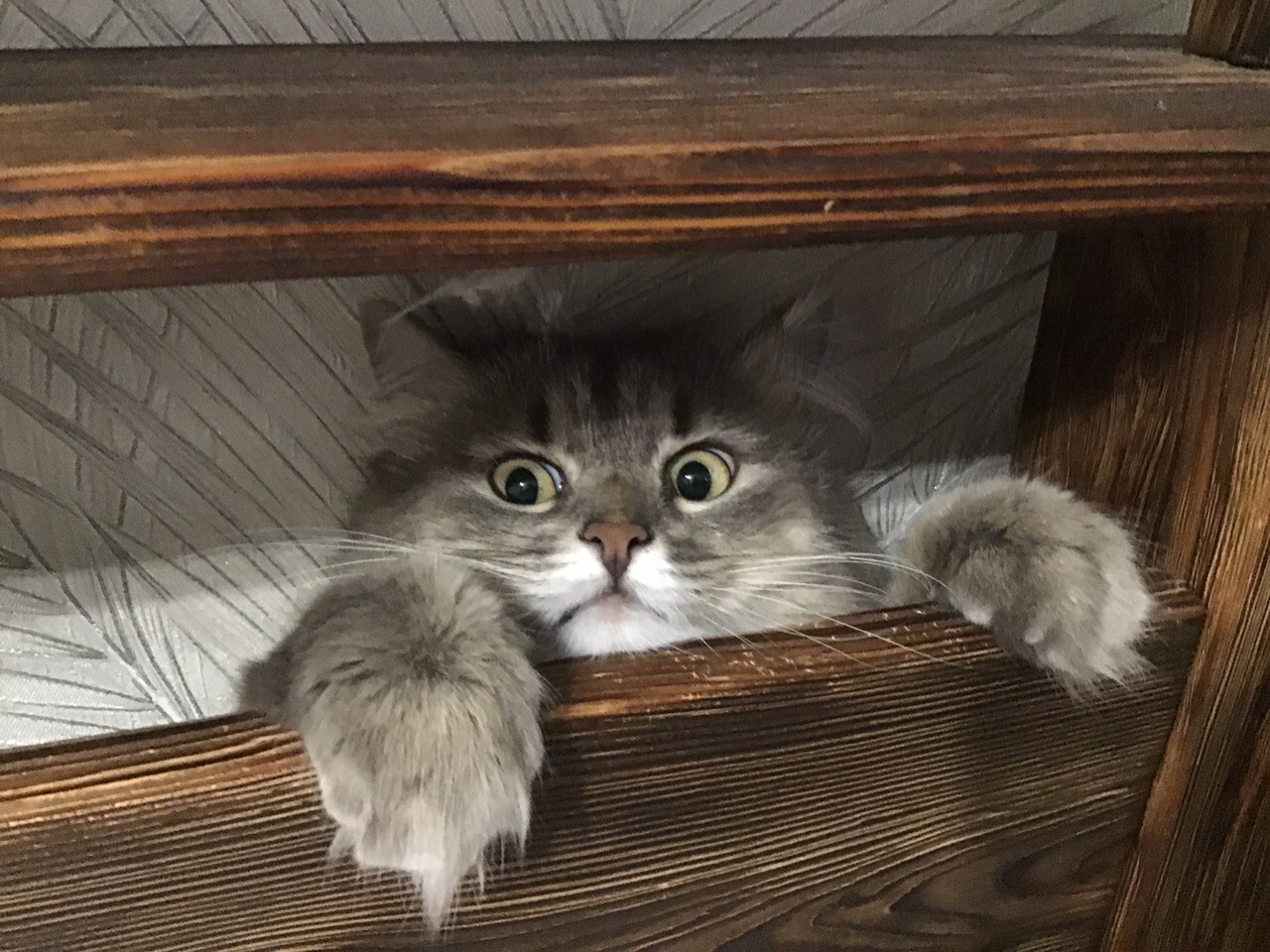 Серый пушистик прячется