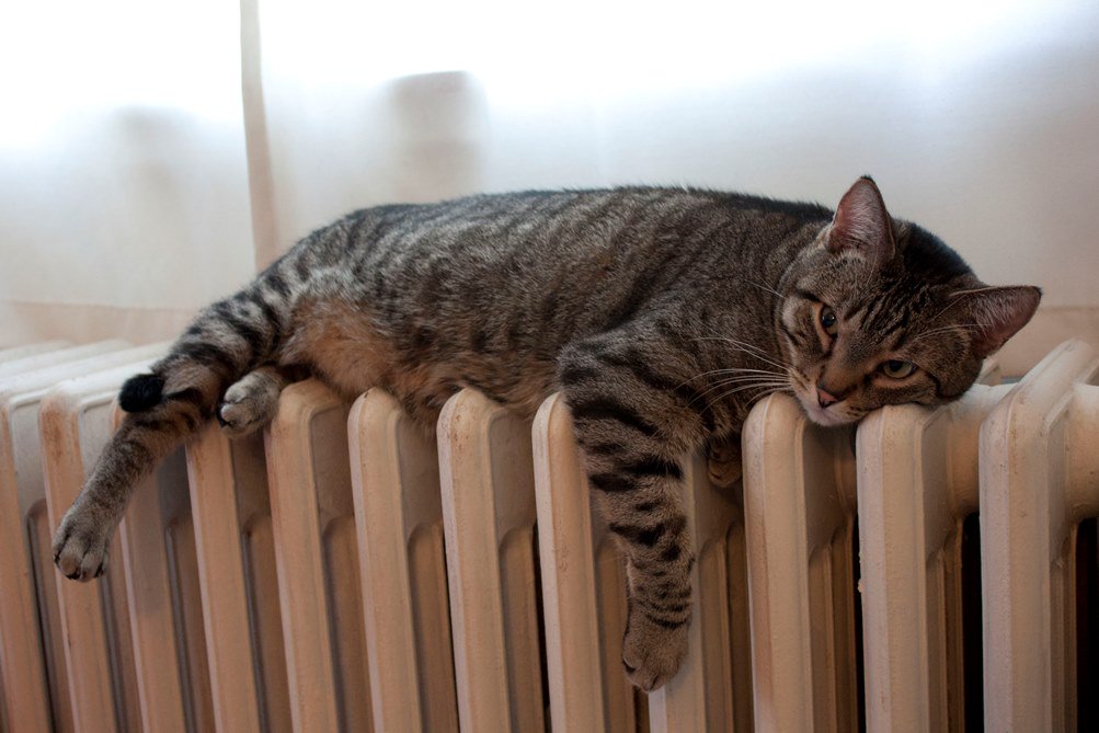 Полосатик на батарее