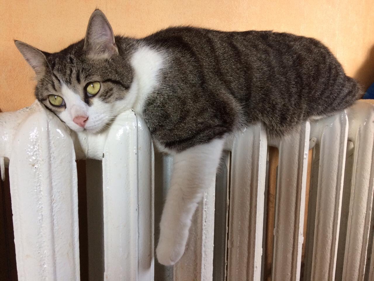 Мечтать не вредно