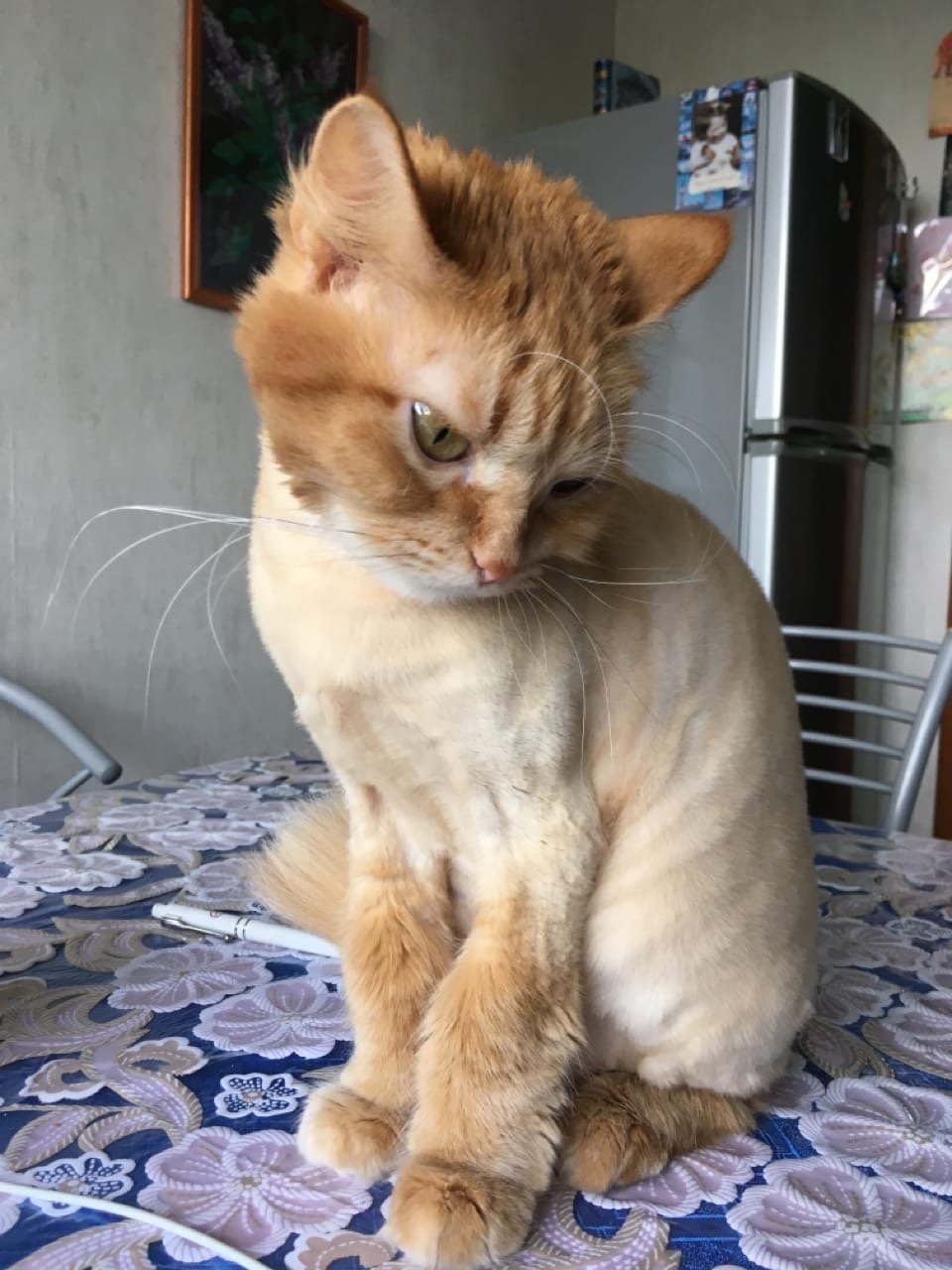 Стриженный котик на столе