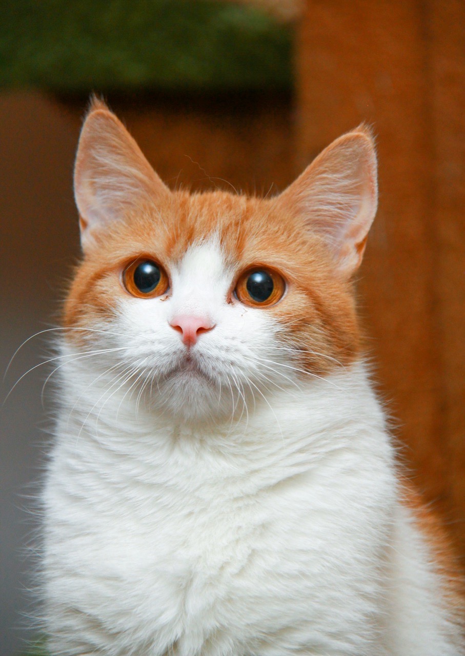 Рыжебелая красотуличка