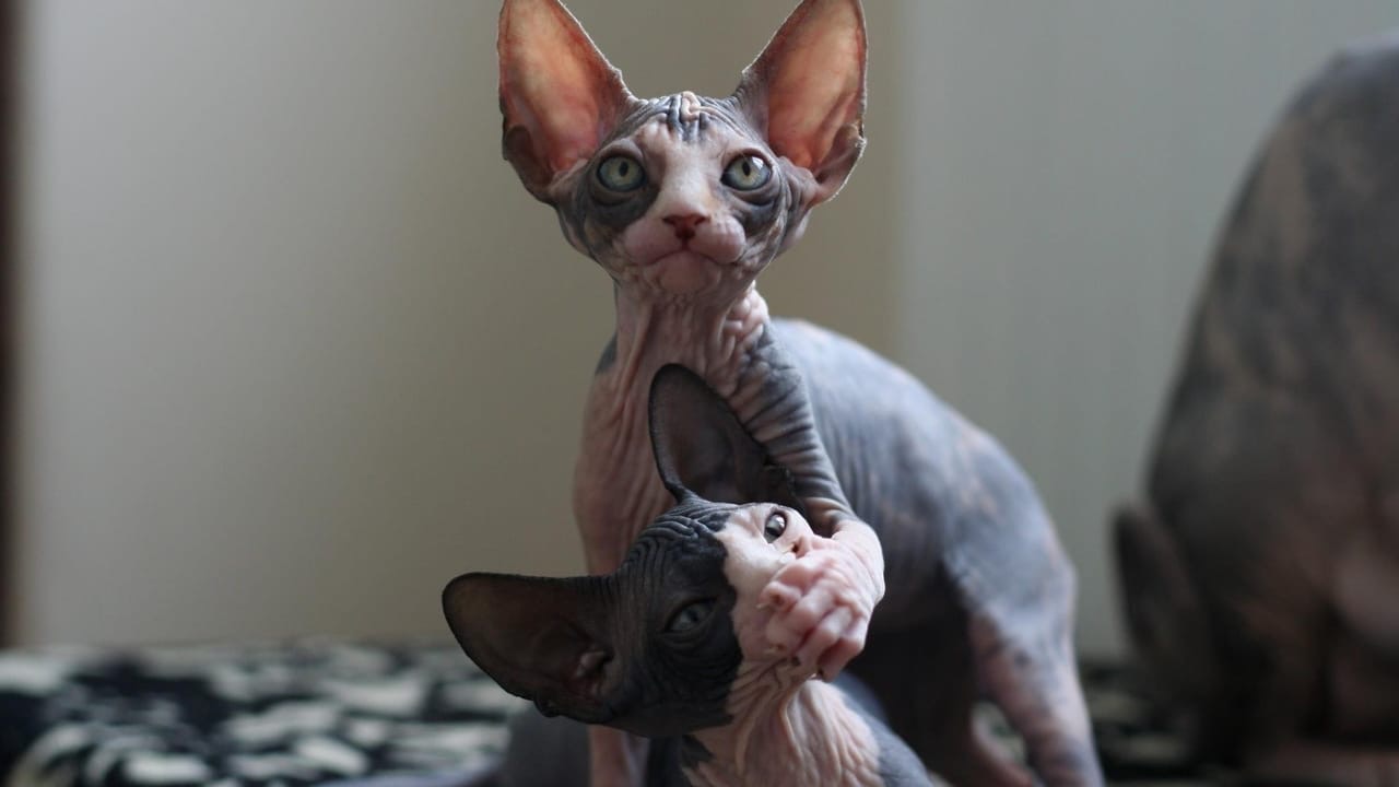 Лысые хулиганы