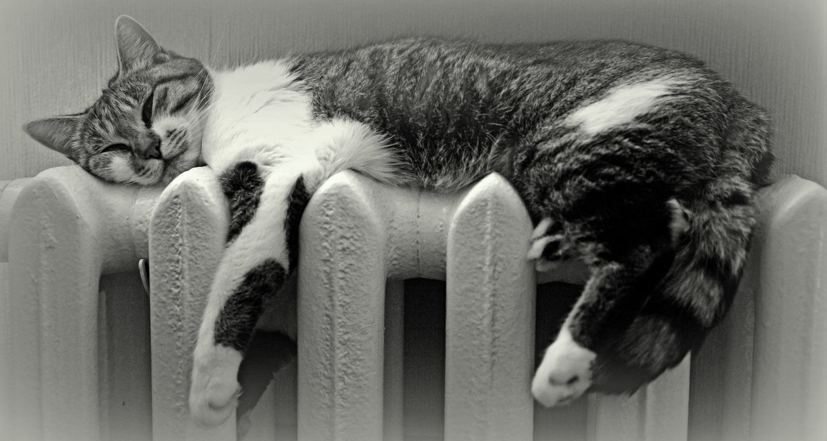 Кошечке жестковато на батарее