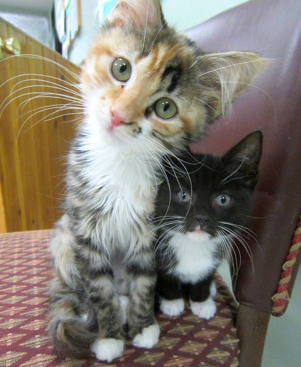 Любопытные усатики