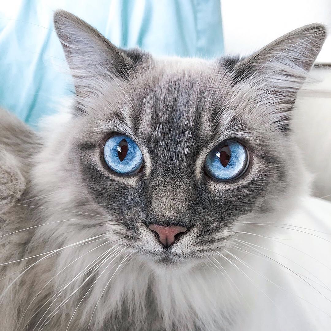 Голубоглазая красотуля