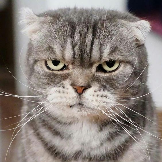 Раздражительный кот