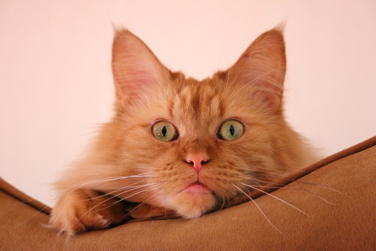 Рыжая морда