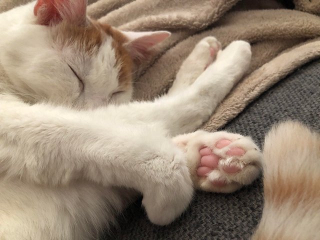 Спящая кошечка поджала лапки