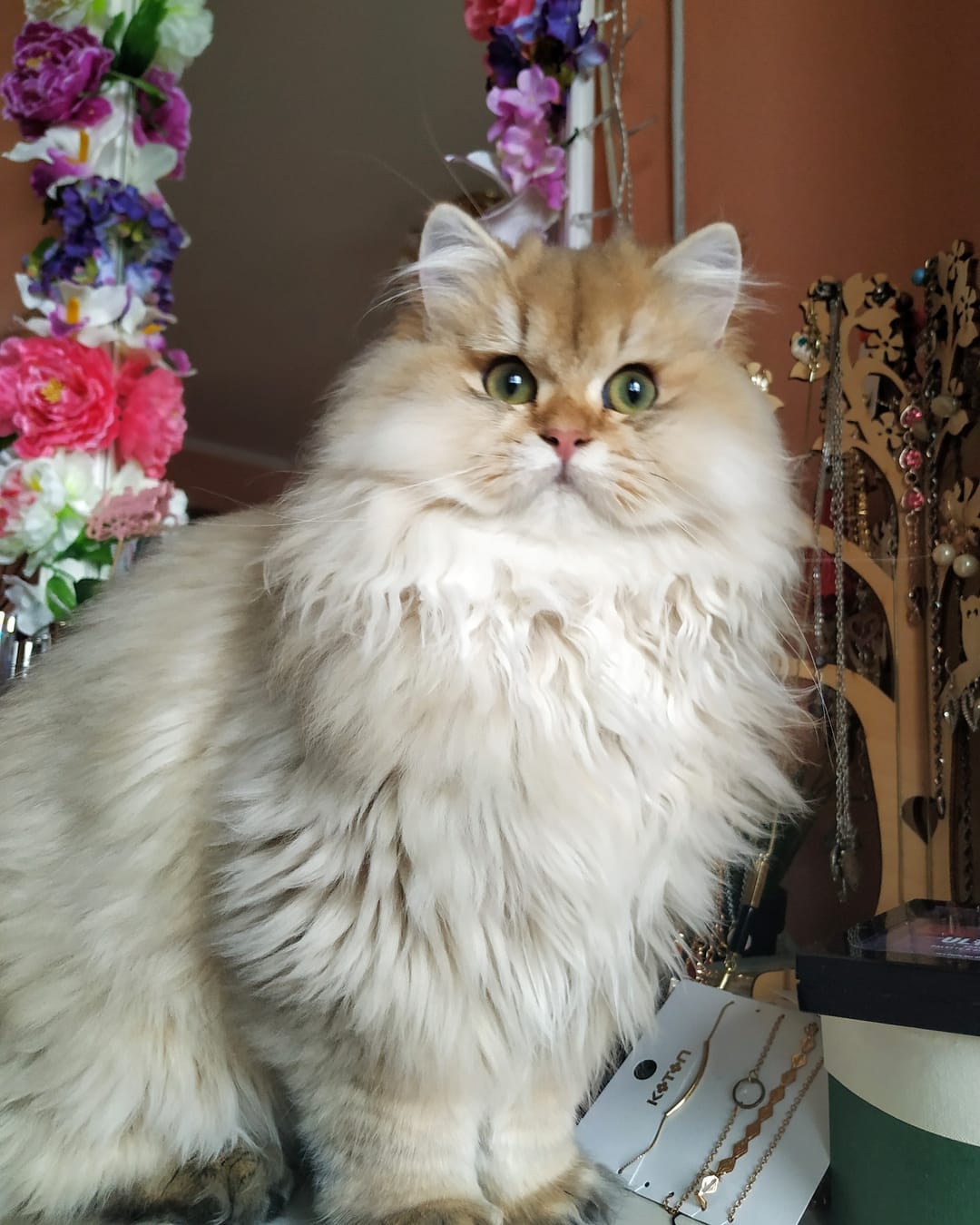 Пушистая зеленоглазка