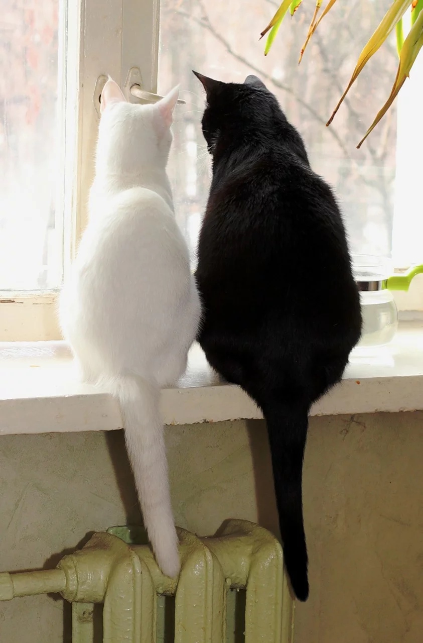 Пушистая парочка на окне