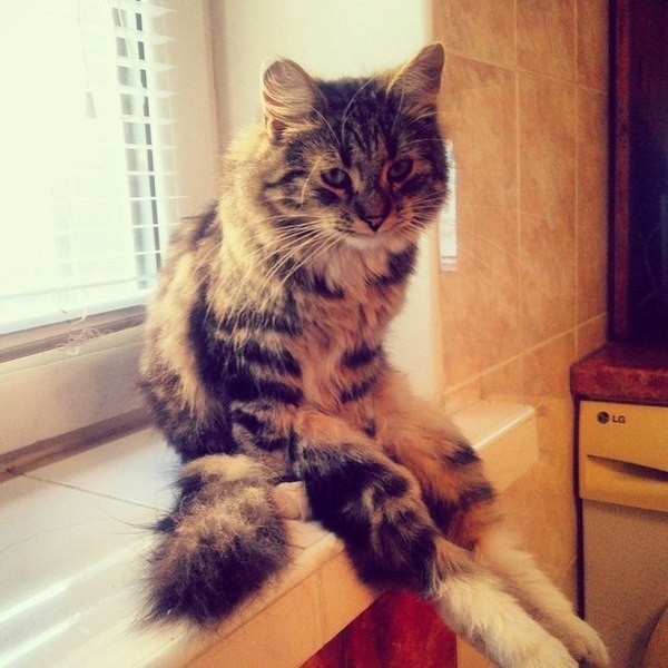 Трёхцветная кошечка на подоконнике