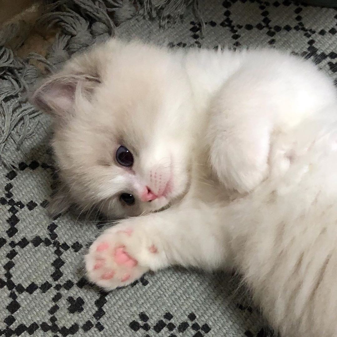 Беленький лапусёнок