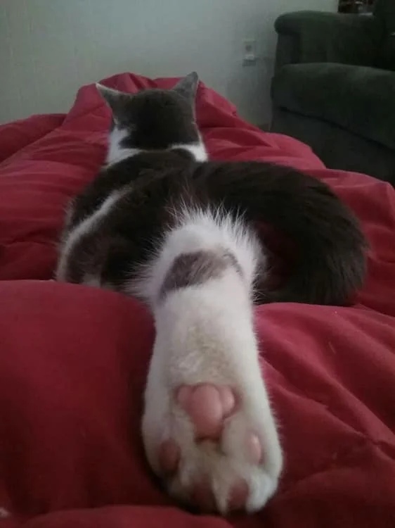 Задняя пяточка