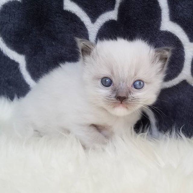 Миленький малипусичка