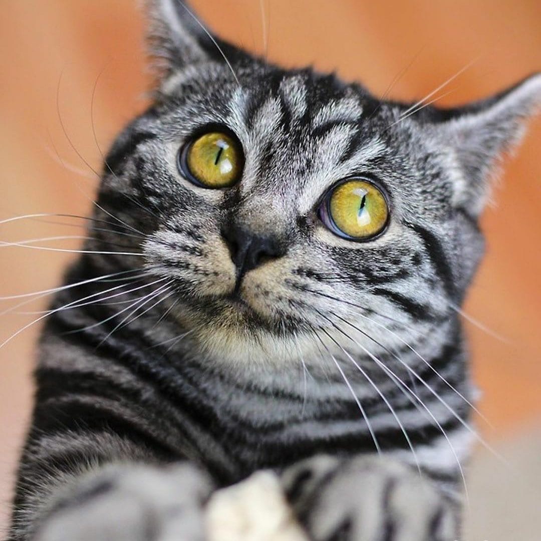 Котик что то замышляет