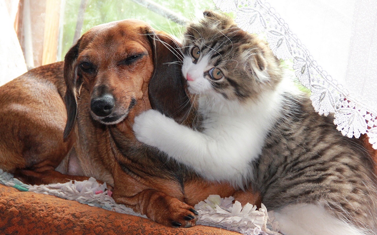 Кошечка обнимает собаку