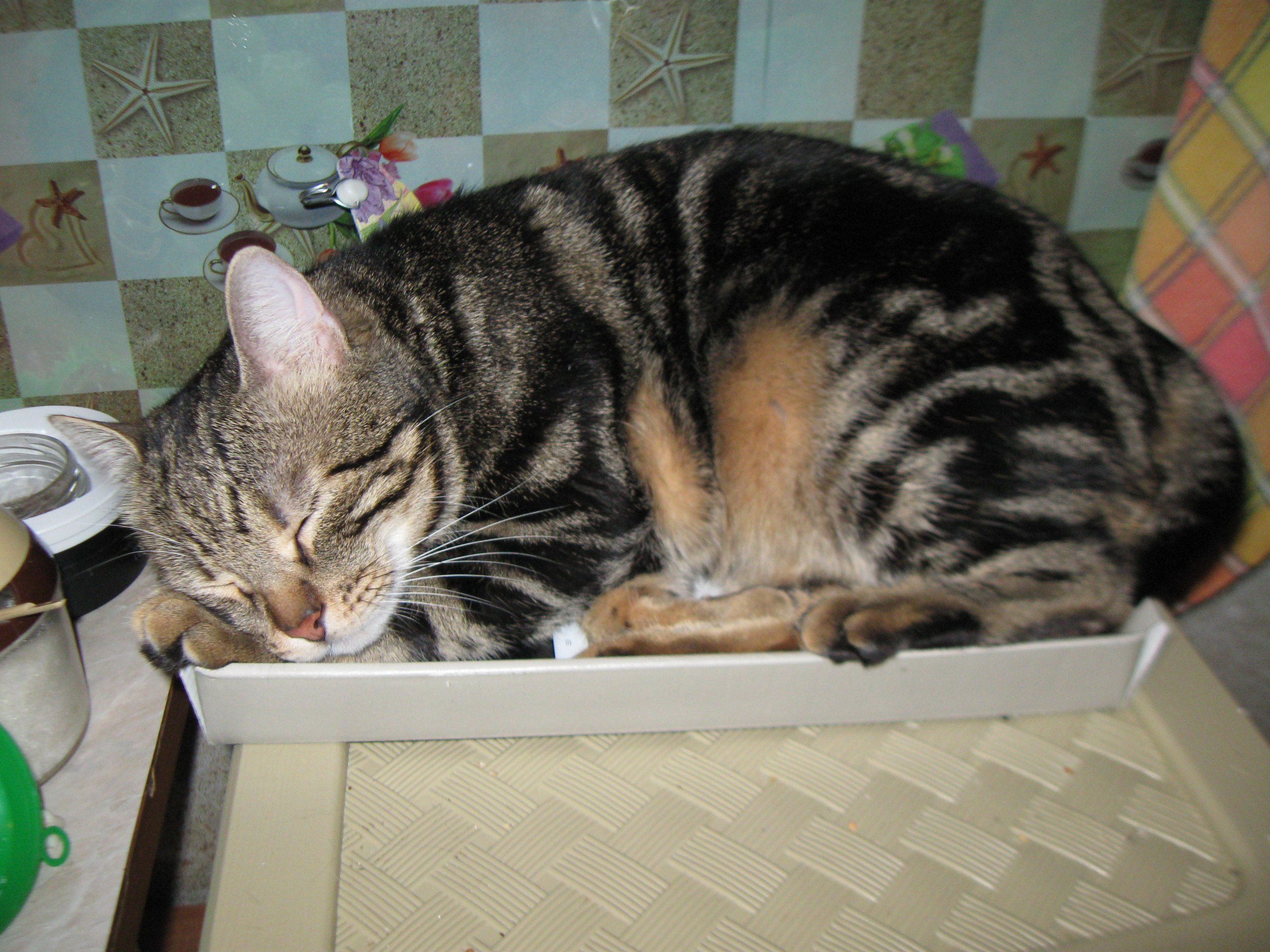 Федька в крышке от коробки