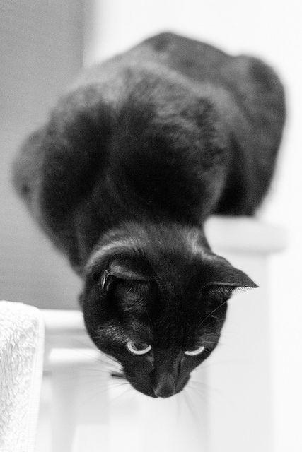 Чёрненькая охотница