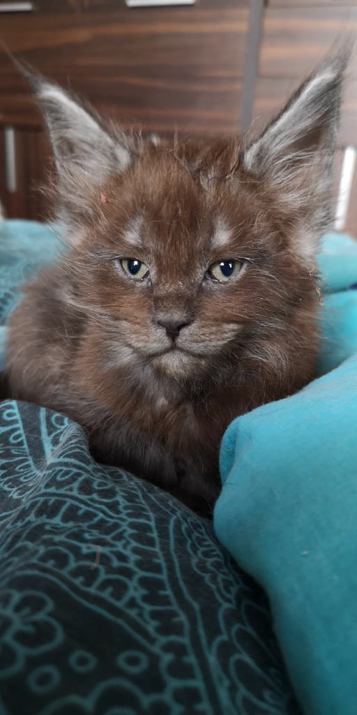 Кот с человеческим лицом