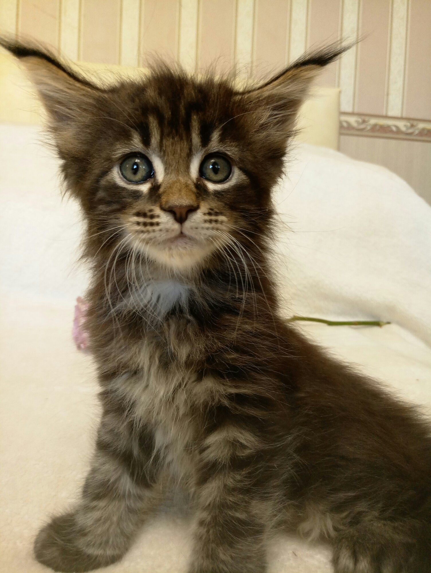 Котёнок проснулся