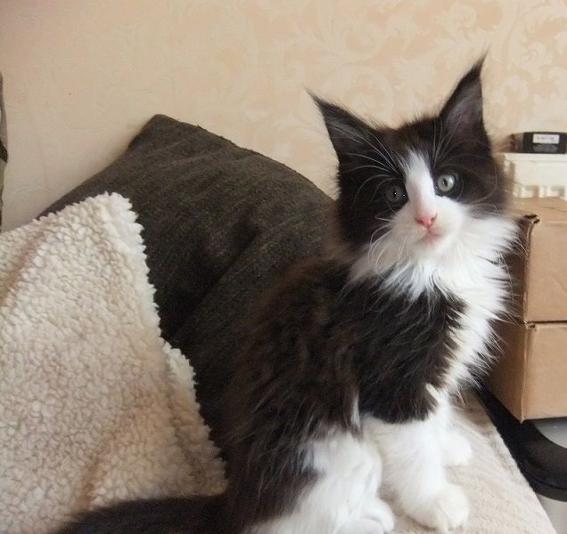 Чёрнобелый пушистик