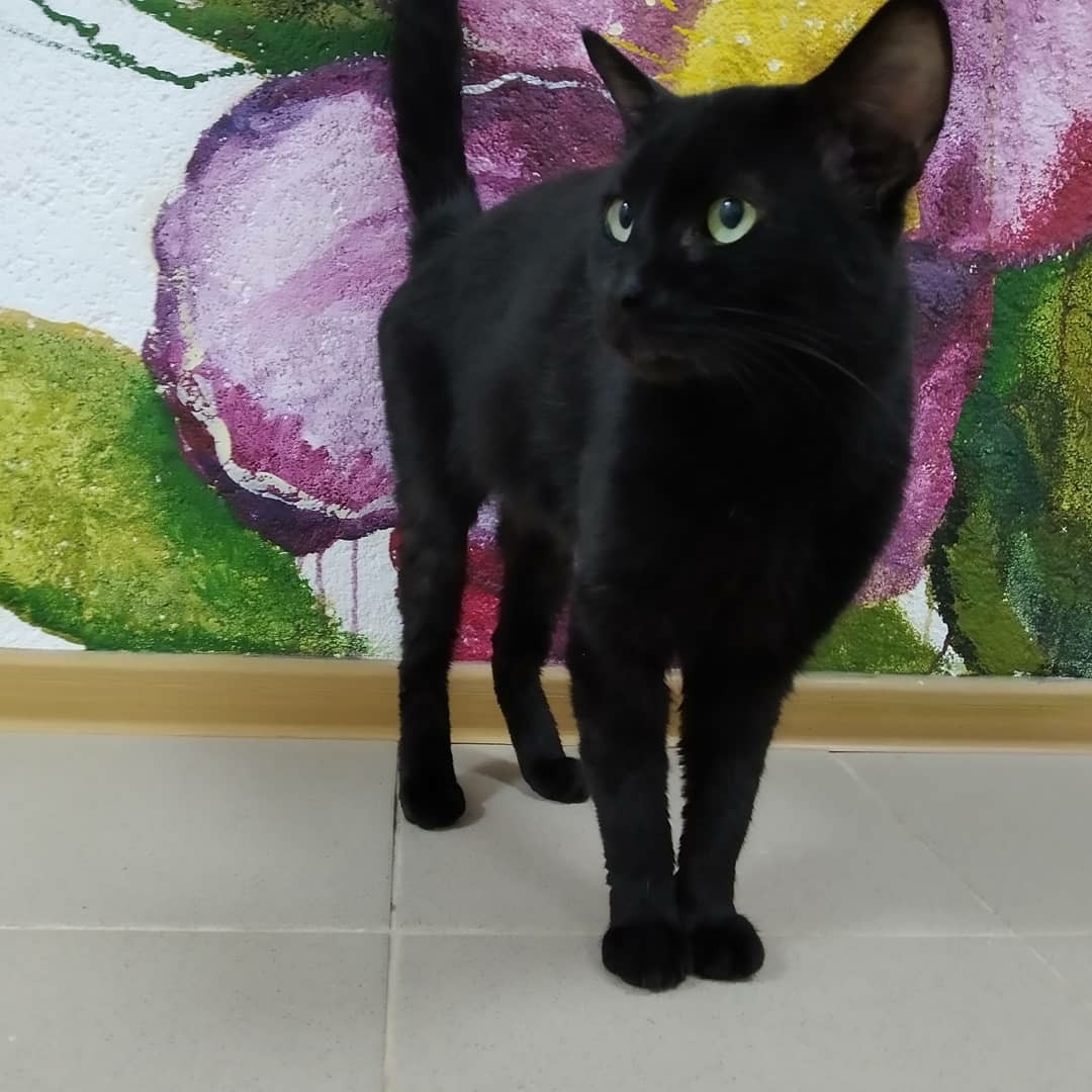 Кошечка красуется