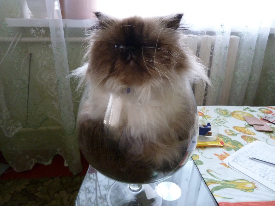 Пушистик в фужере