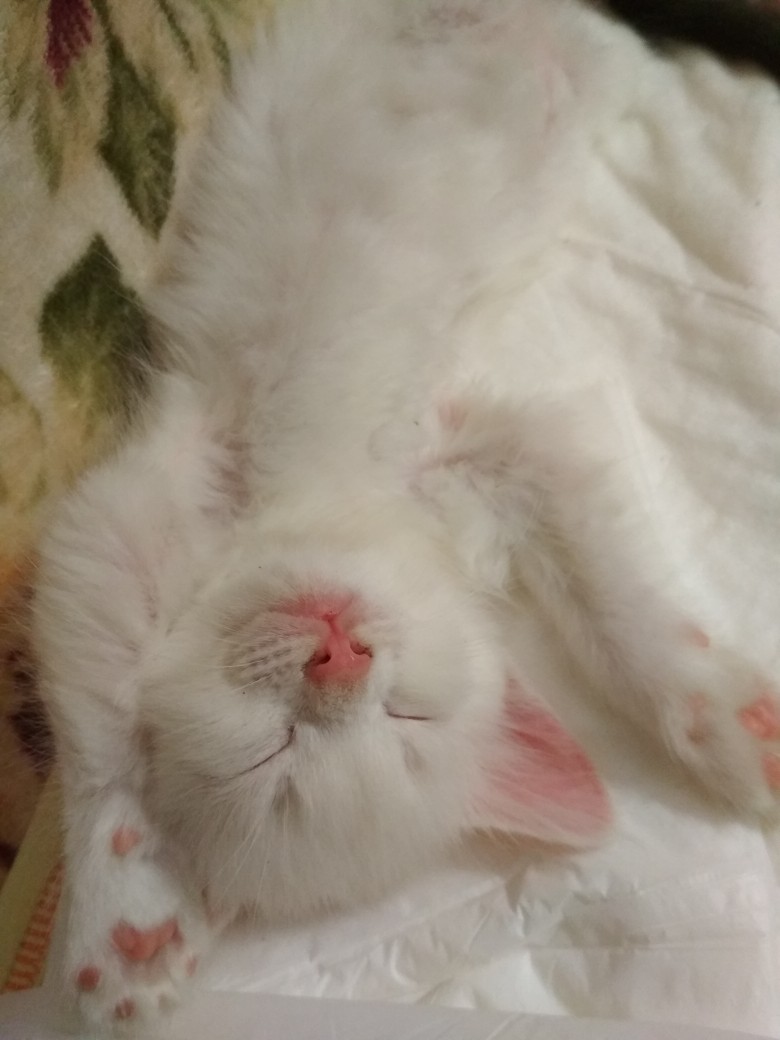 Белобрысик спит