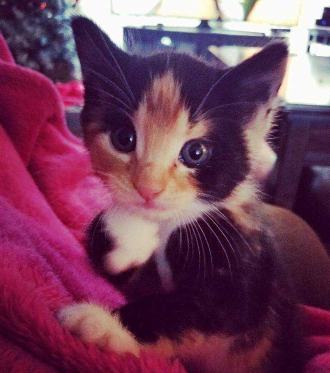 Трёхцветная манюничка