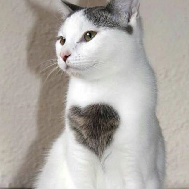 Сердечная кошечка