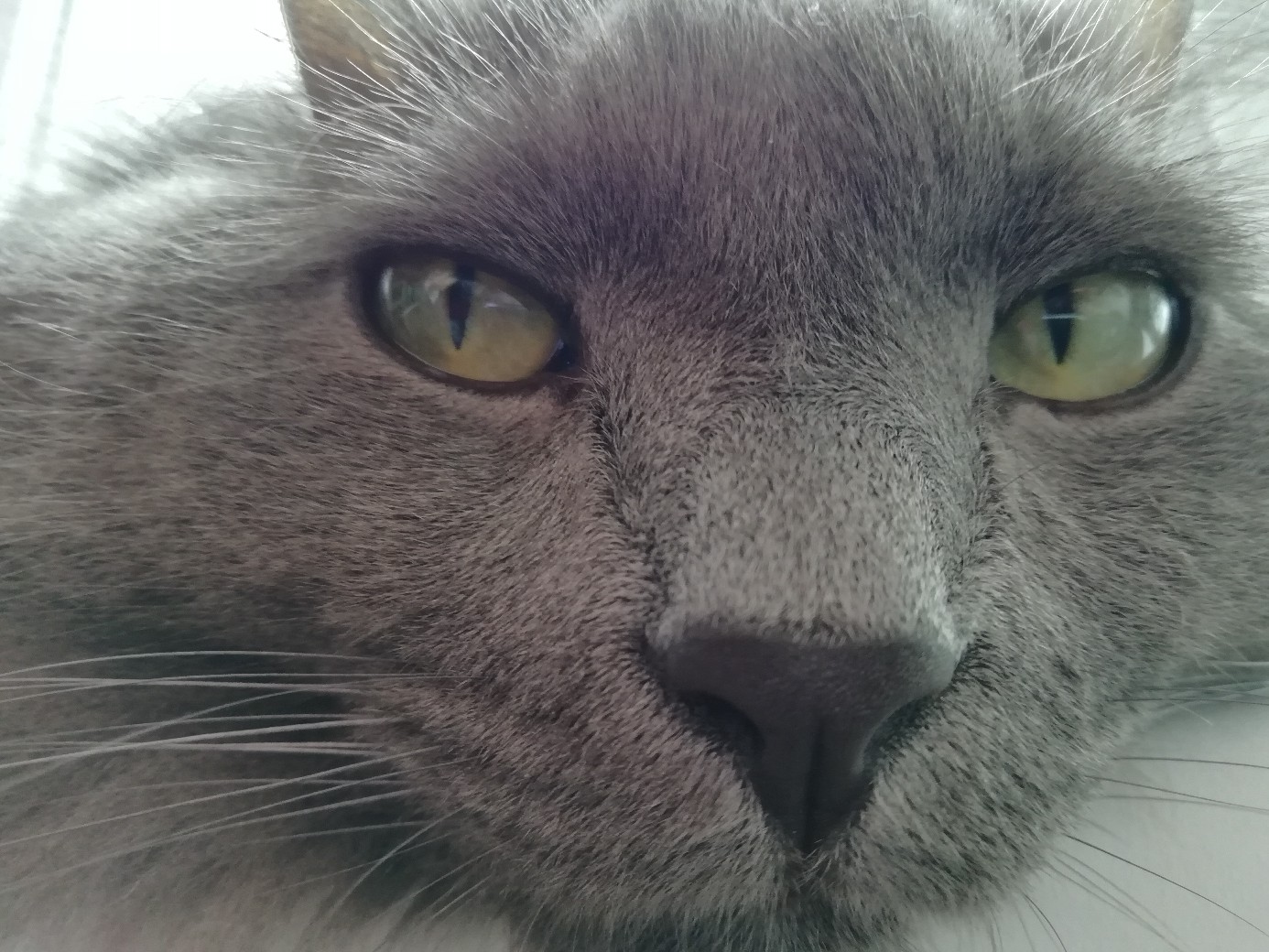 Хитрая морда британца