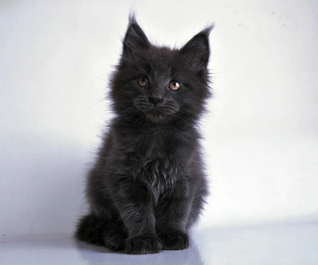 Пушистый малыш