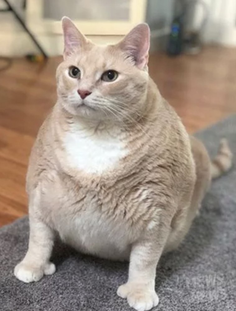 Котик внимательно слушает