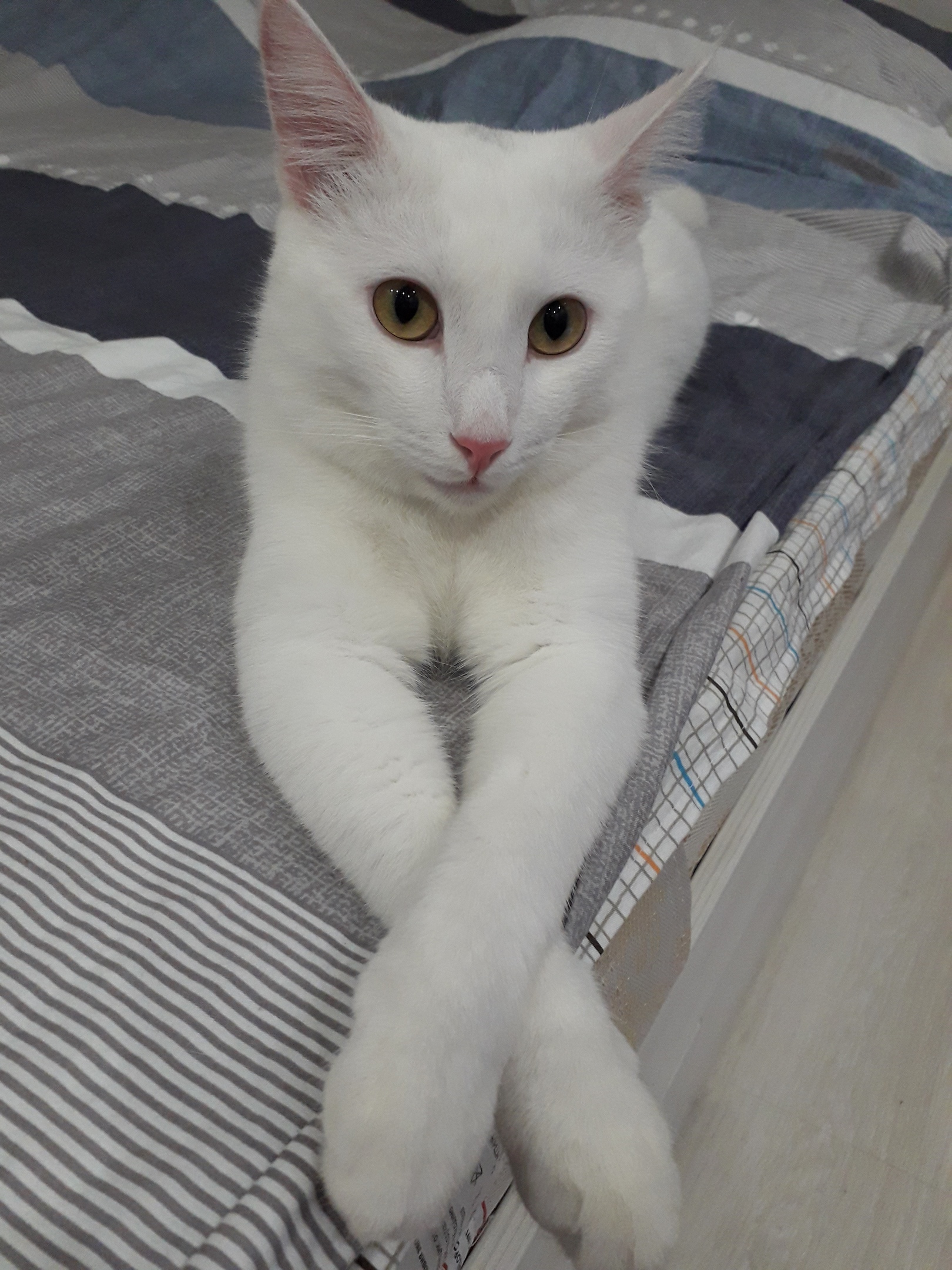 Кошечка отдыхает на кровати