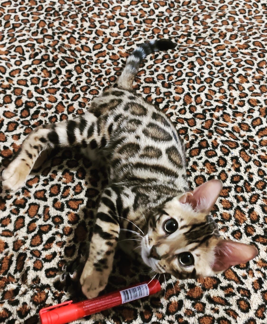 Пятнистая котосмесь