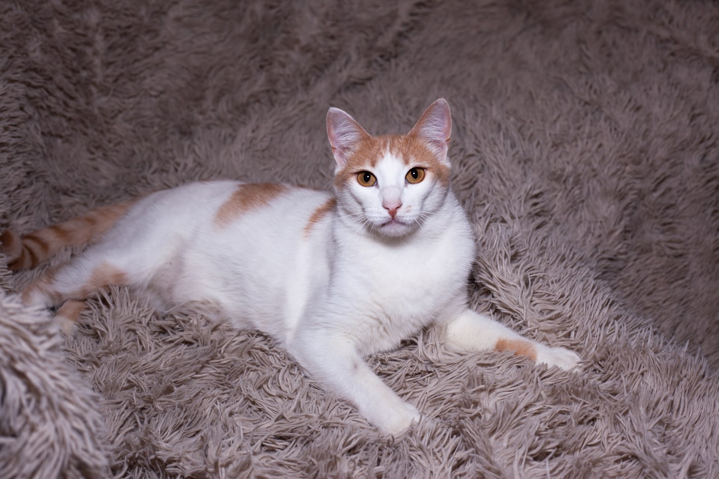 Кошечка на мягком пледике