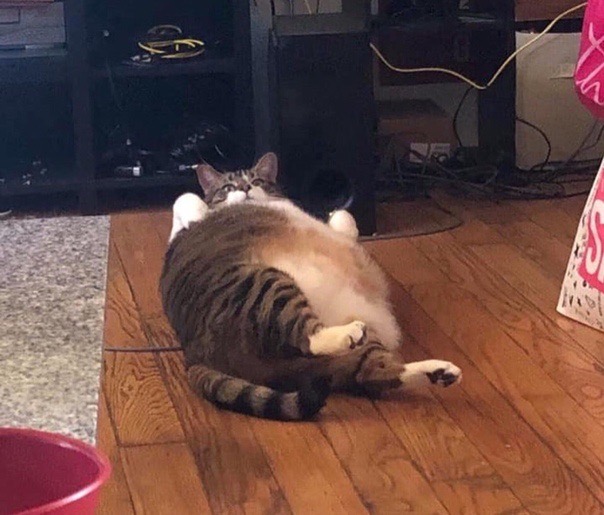 Четырёхлапый шарик